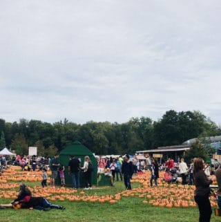 Pumpkin Patch at Harvest Farm Moon and Orchard